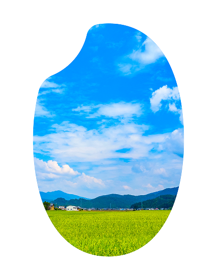 宮城米の写真