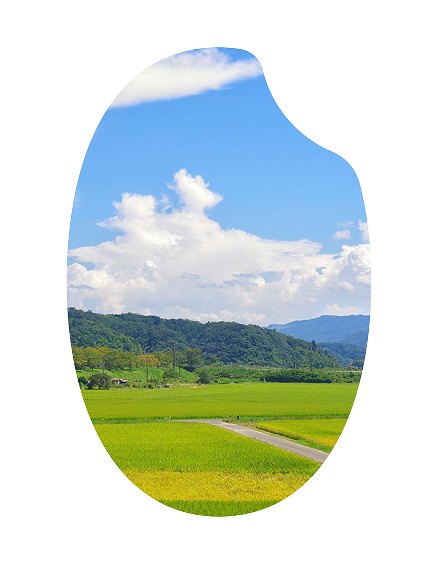 宮城米の写真
